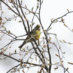 Alpine Citril Finch