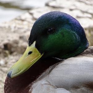 Mallard