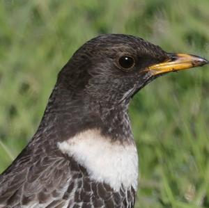 Ring Ouzel