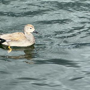 Gadwall