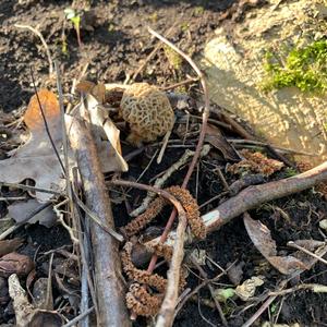 Yellow Morel