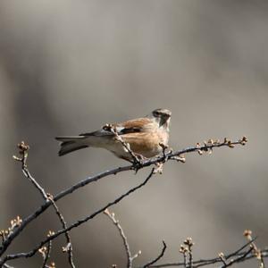 Eurasian Linnet