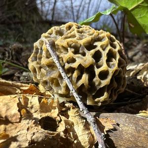 Yellow Morel