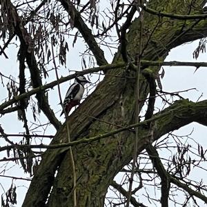 Great Spotted Woodpecker