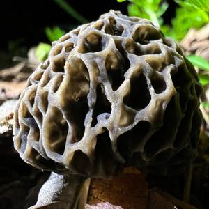 Yellow Morel