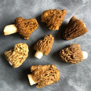 Yellow Morel