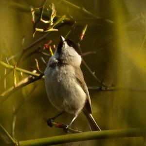 Willow Tit