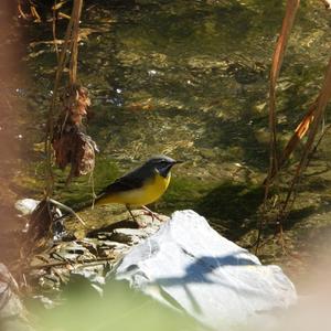 Grey Wagtail