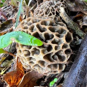 Yellow Morel