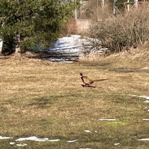 Common Pheasant