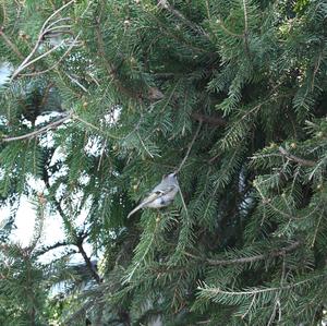 Ruby-crowned Kinglet