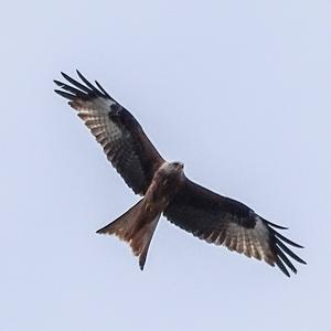 Red Kite