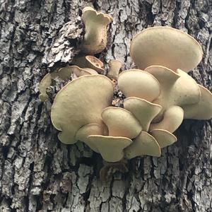 Dryad`s Saddle