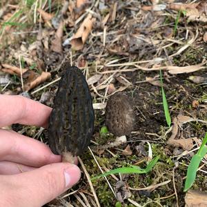 Black Morel