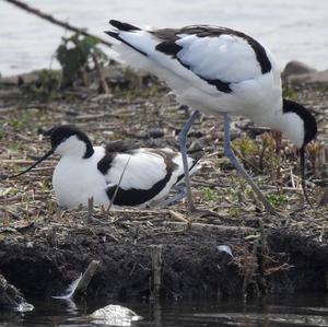 Pied Avocet