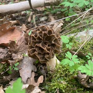 Yellow Morel