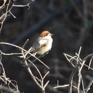 Woodchat Shrike