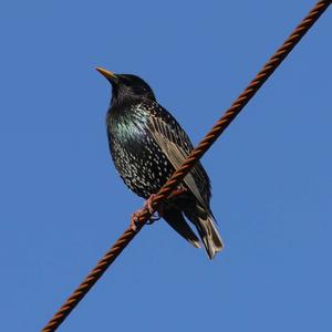 Common Starling