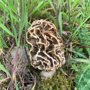 Yellow Morel