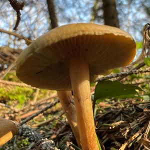 Smoky-gilled Hypholoma