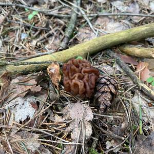 Conifer False Morel