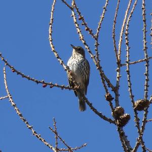 Song Thrush