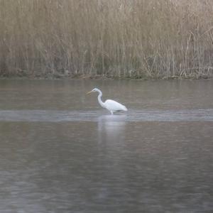 Great Egret