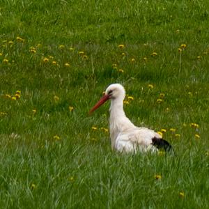 White Stork