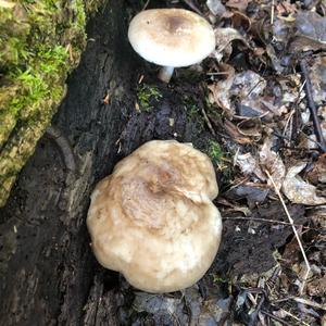 Fawn Mushroom