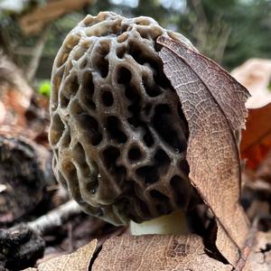 Yellow Morel