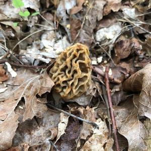 Yellow Morel