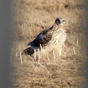 Northern Harrier