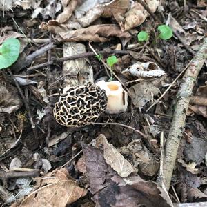 Yellow Morel