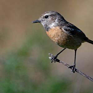 European stonechat