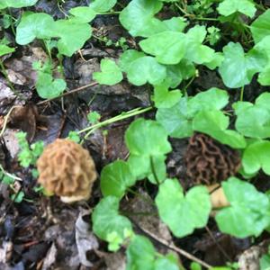 Yellow Morel