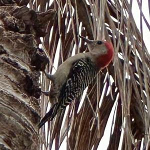 Red-bellied Woodpecker