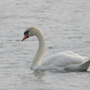 Mute Swan