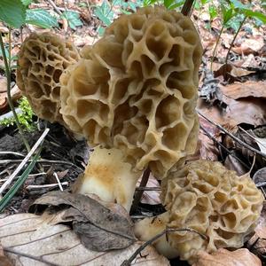 Yellow Morel