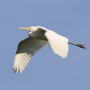 Great Egret