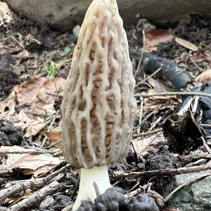 Black Morel