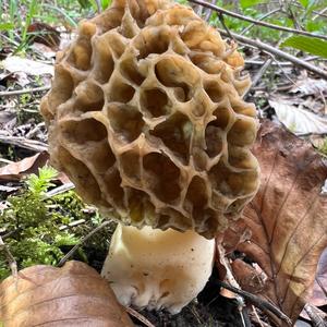 Yellow Morel