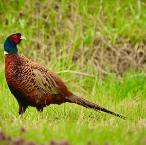 Common Pheasant