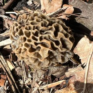 Yellow Morel