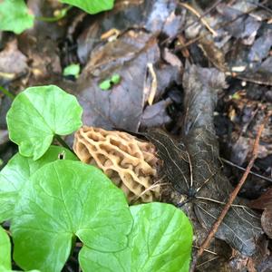 Yellow Morel