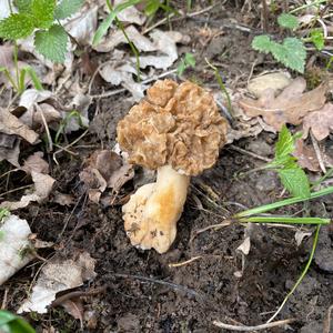 Yellow Morel