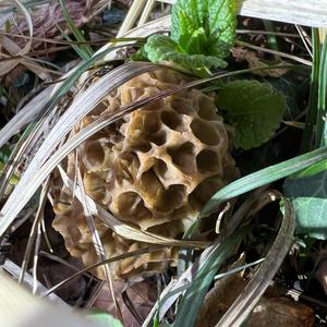 Yellow Morel