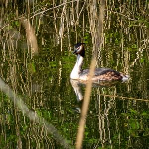 Great Crested Grebe