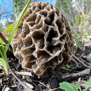 Yellow Morel