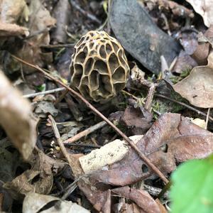 Yellow Morel