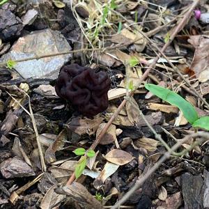 Conifer False Morel